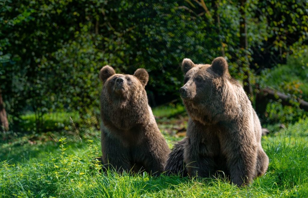 Reiseblogg, Tyskland, Bärenwald Müritz, Bear Sanctuary, Unike Reiser