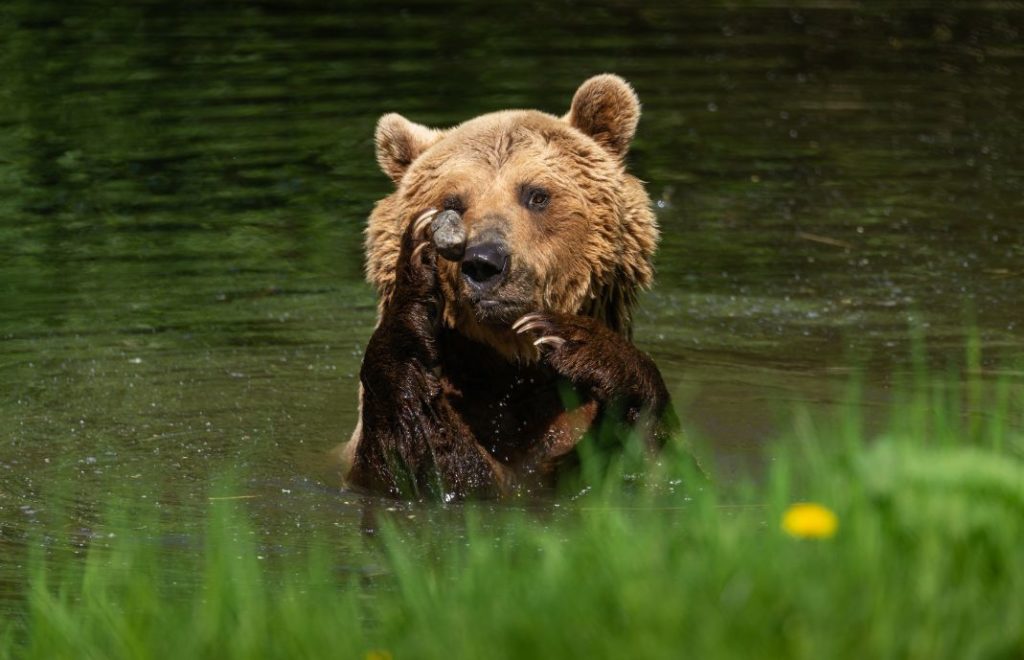 Reiseblogg, Tyskland, Bärenwald Müritz, Bear Sanctuary, Unike Reiser