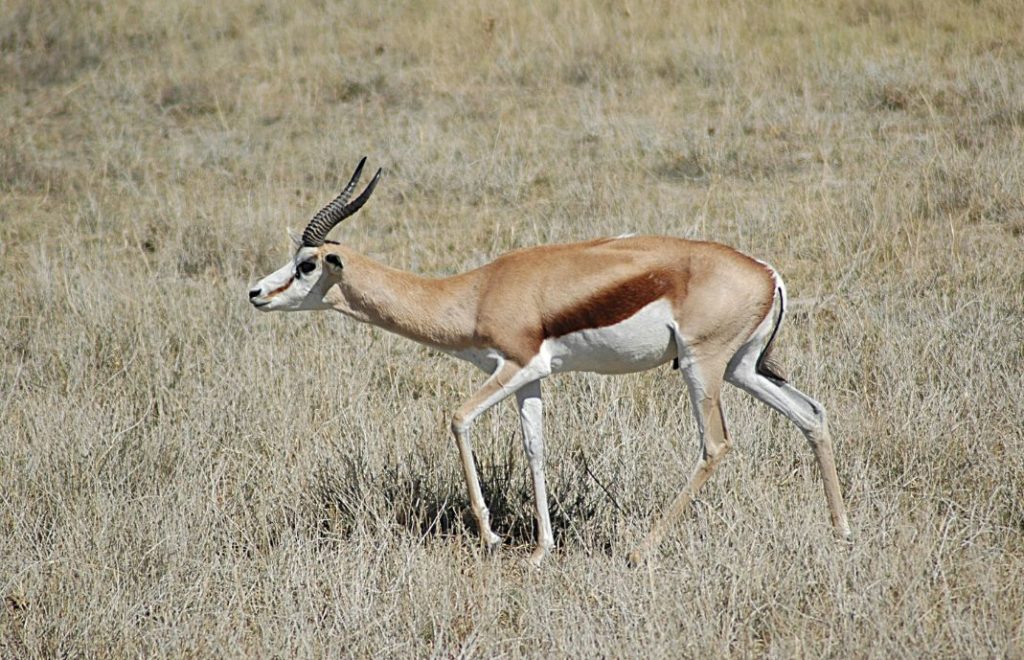 Reiseblogg, Namibia, Etosha nasjonalpark, Afrika, safari, Unike Reiser