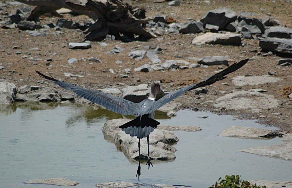 Reiseblogg, Namibia, Etosha nasjonalpark, Afrika, safari, Unike Reiser