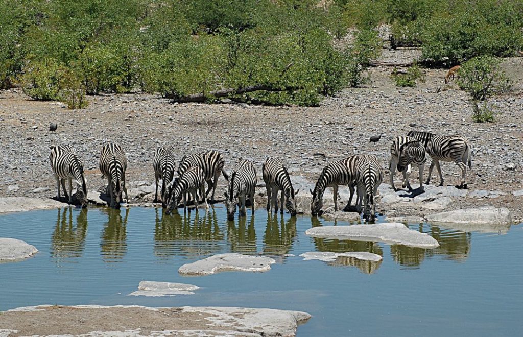 Reiseblogg, Namibia, Etosha nasjonalpark, Afrika, safari, Unike Reiser