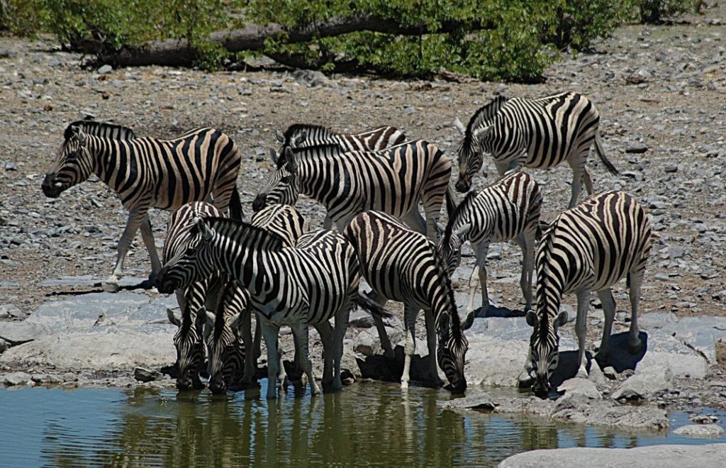 Reiseblogg, Namibia, Etosha nasjonalpark, Afrika, safari, Unike Reiser