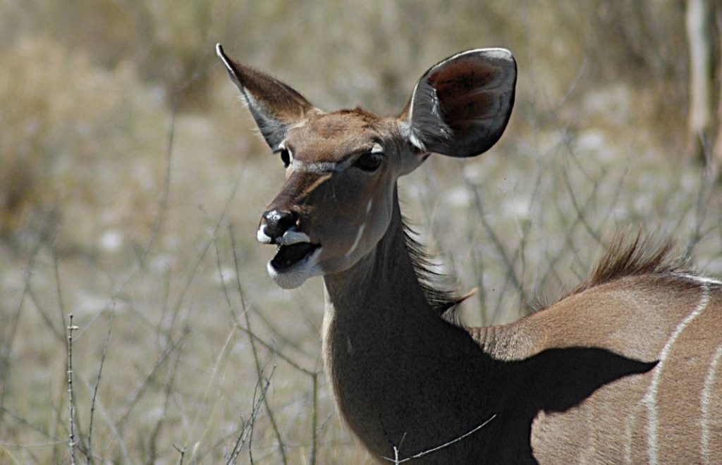 Reiseblogg, Namibia, Etosha nasjonalpark, Afrika, safari, Unike Reiser