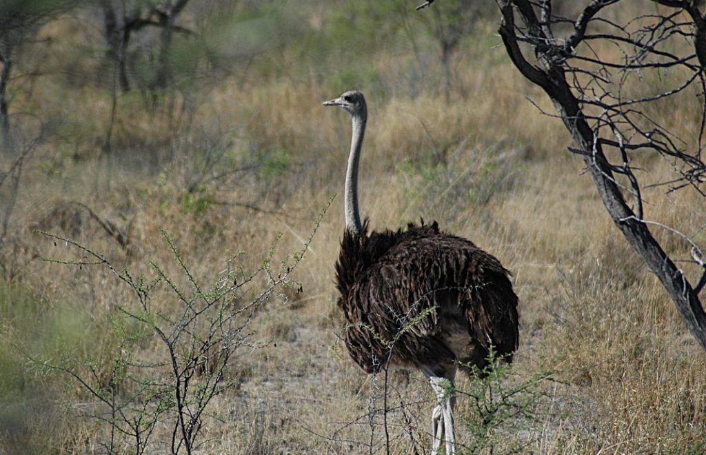 Reiseblogg, Namibia, Etosha nasjonalpark, Afrika, safari, Unike Reiser