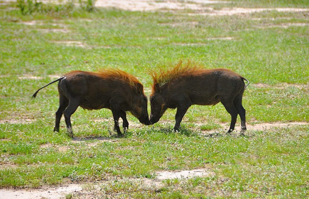 Reiseblogg, Afrika, safari, Unike Reiser