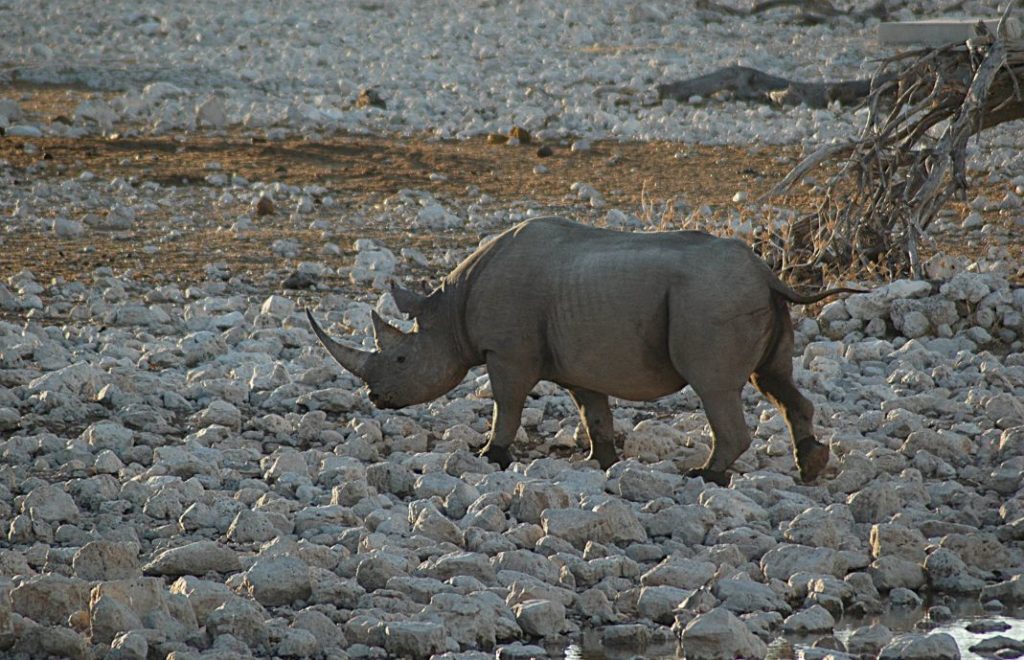 Reiseblogg, Namibia, Etosha nasjonalpark, Afrika, safari, Unike Reiser