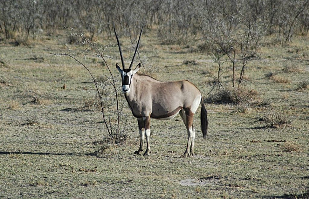 Reiseblogg, Namibia, Etosha nasjonalpark, Afrika, safari, Unike Reiser