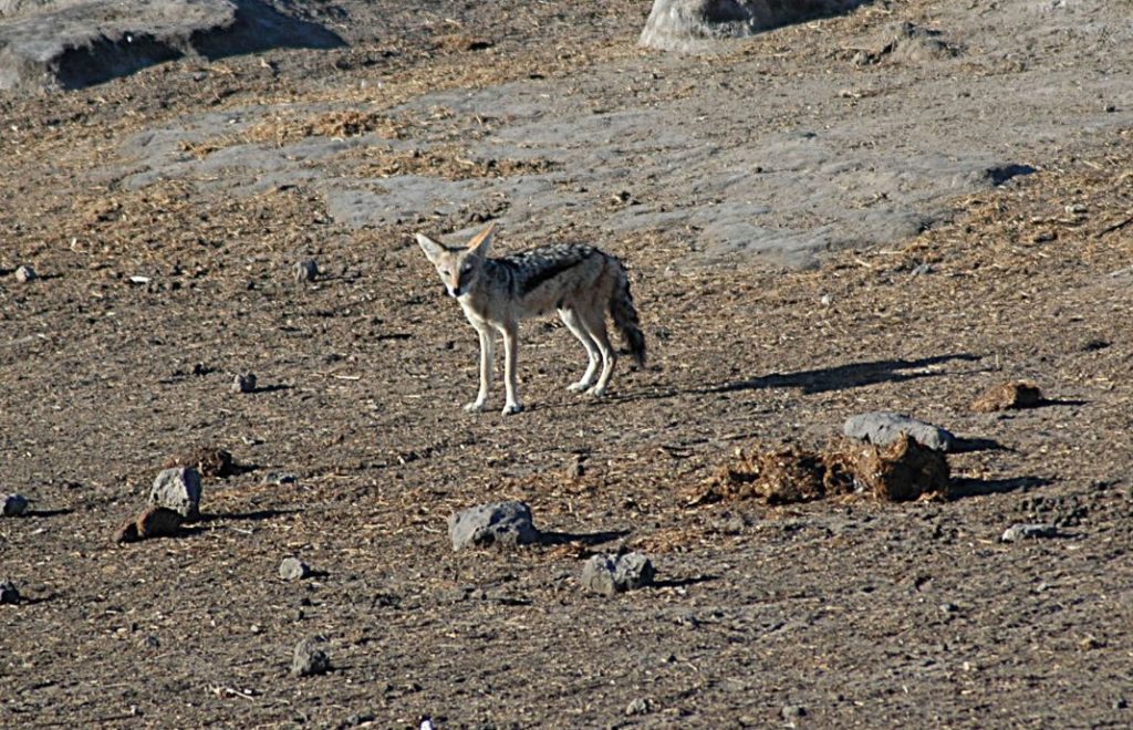 Reiseblogg, Namibia, Etosha nasjonalpark, Afrika, safari, Unike Reiser