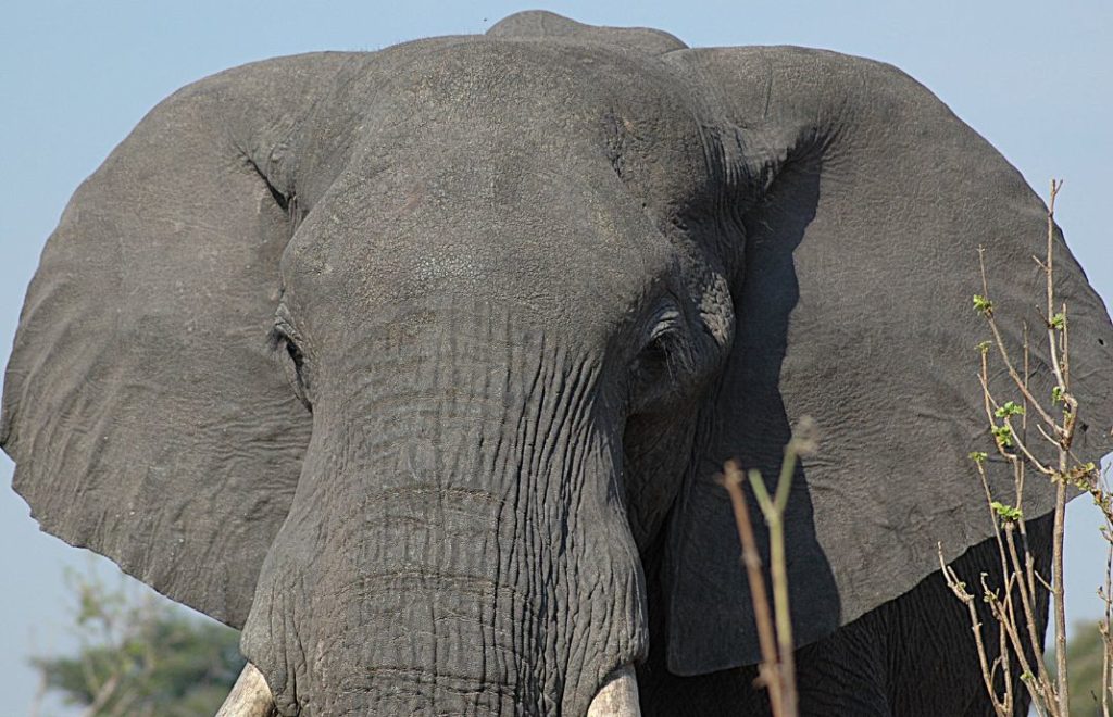 Reiseblogg, Namibia, Etosha nasjonalpark, Afrika, safari, Unike Reiser