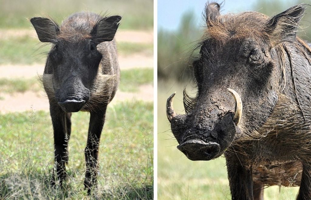 Reiseblogg, Afrika, safari, Unike Reiser