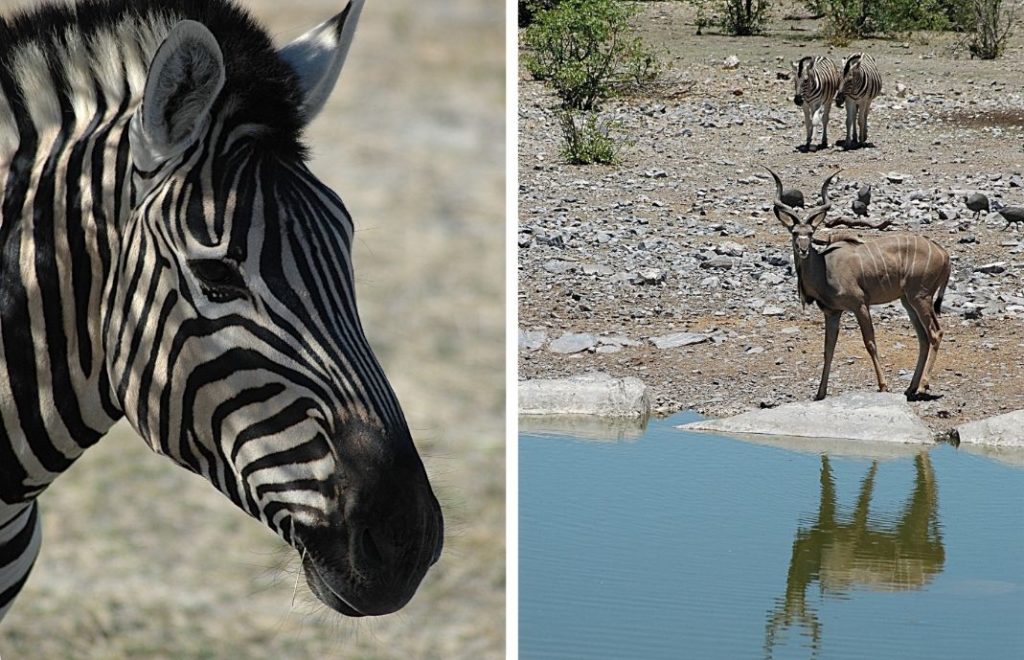 Reiseblogg, Namibia, Etosha nasjonalpark, Afrika, safari, Unike Reiser