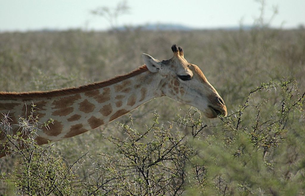 Reiseblogg, Namibia, Etosha nasjonalpark, Afrika, safari, Unike Reiser