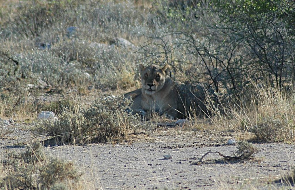 Reiseblogg, Namibia, Etosha nasjonalpark, Afrika, safari, Unike Reiser