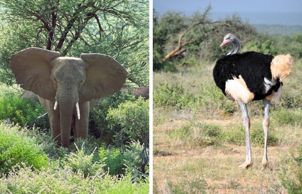 Reiseblogg, Kenya, Samburu Sopa Lodge, safari, Samburu nasjonalpark,, Unike Reiser