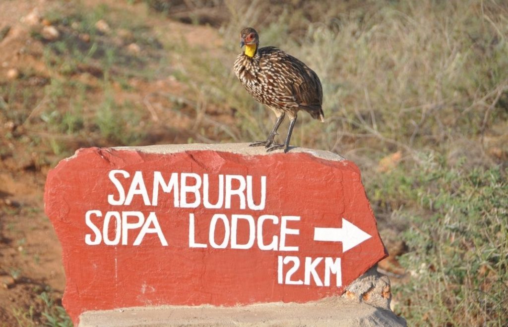 Reiseblogg, Kenya, Samburu Sopa Lodge, safari, Samburu nasjonalpark,, Unike Reiser