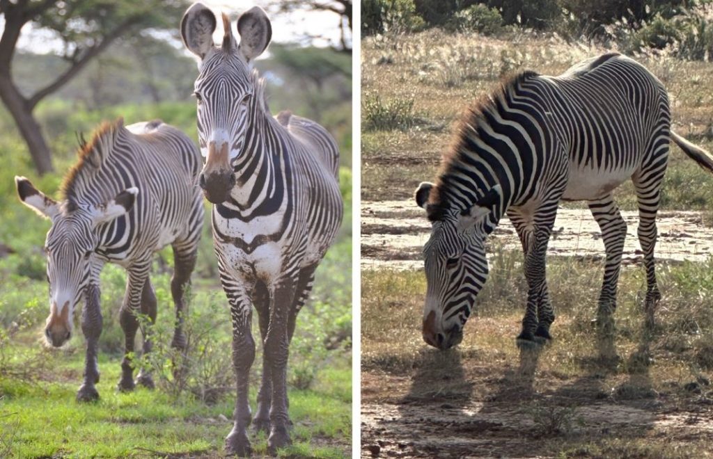 Grévysebra in Samburu National Park