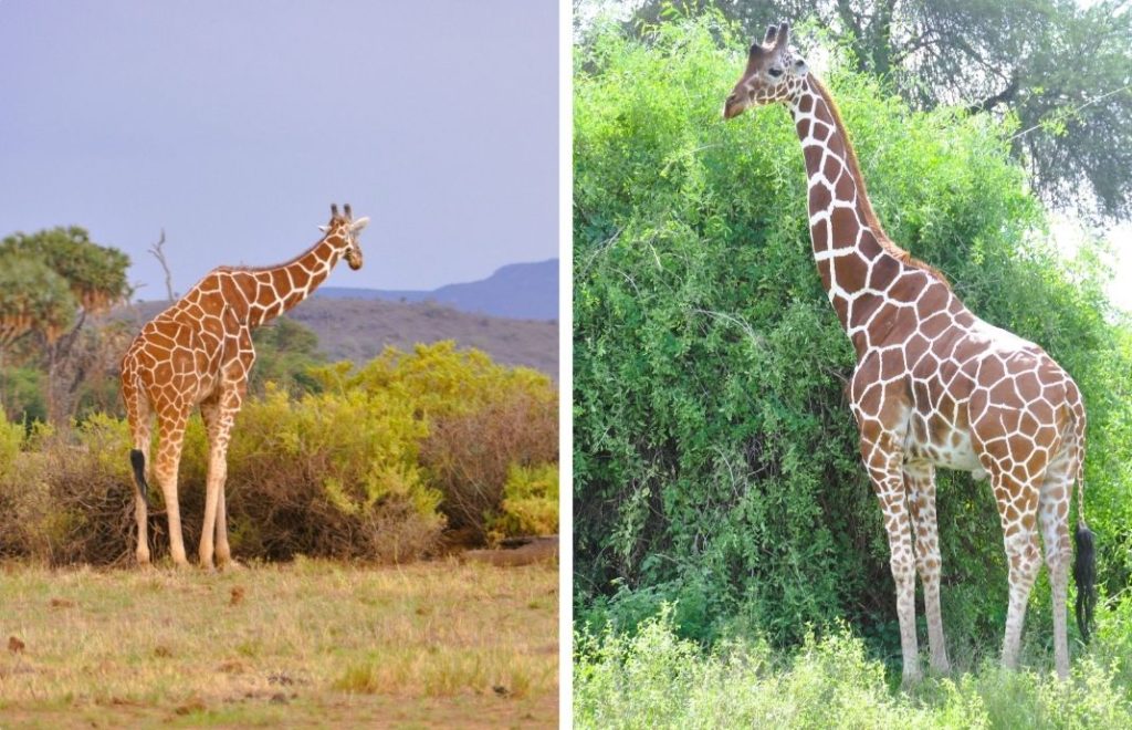 Reticulated giraffe in Samburu National Park