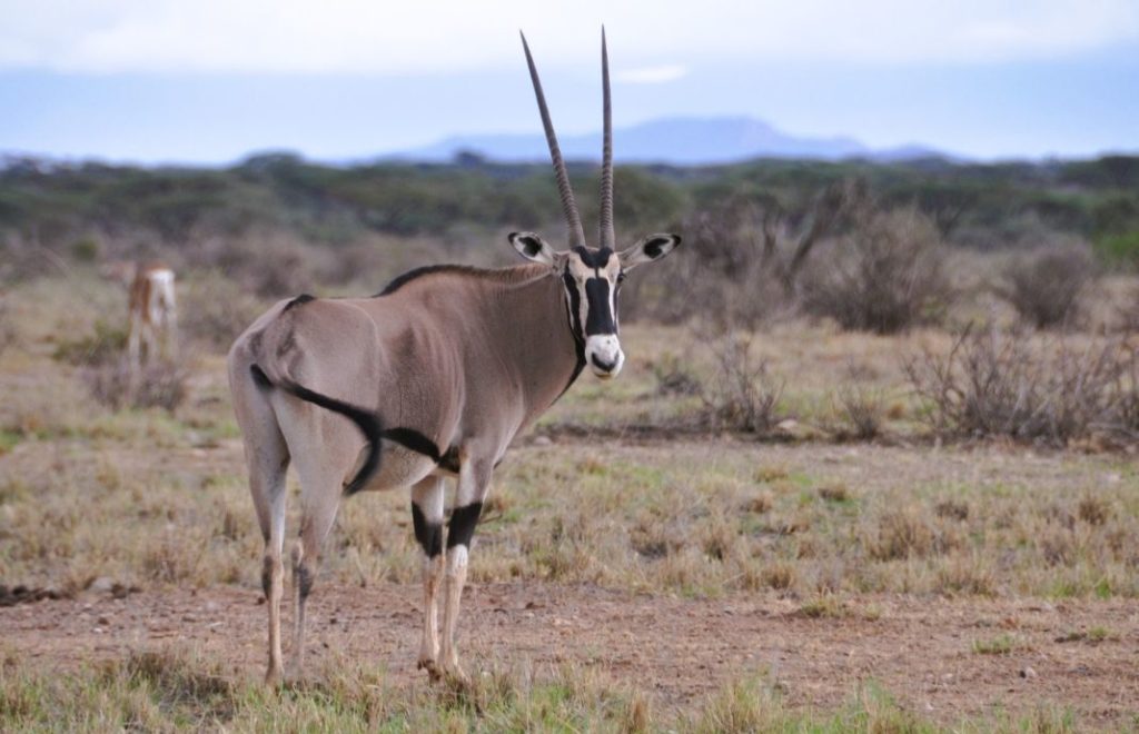 Oryx beisa in Samburu National Park