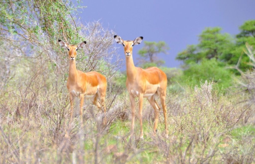 Gerenuk in Samburu National Park